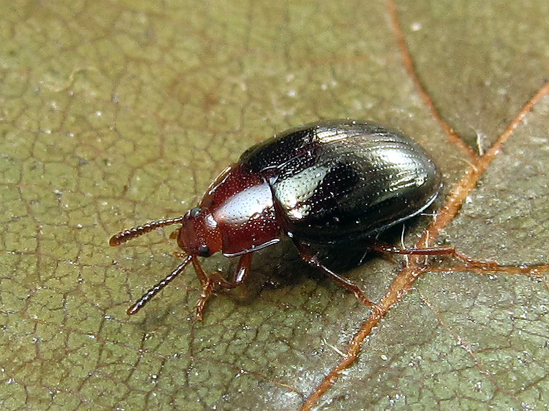 Erotylidae ? No, Scaphidema metallicum, Tenebrionidae